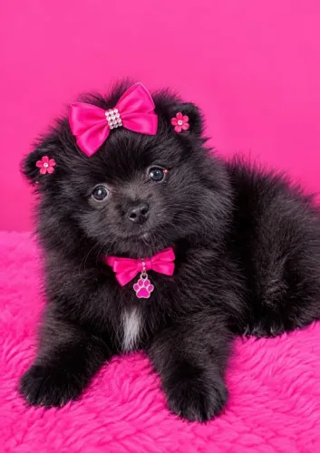 Linda lulusinha black raridade disponível anão femea