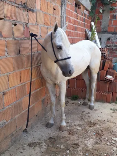 Cavalo Russo Pedrez