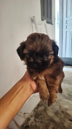 Vende-se filhotes de Shih Tzu Totalmente Puro. Valor imperdível!