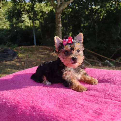 York shire terrier 