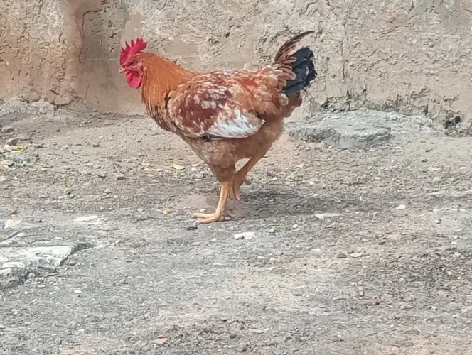 Galos