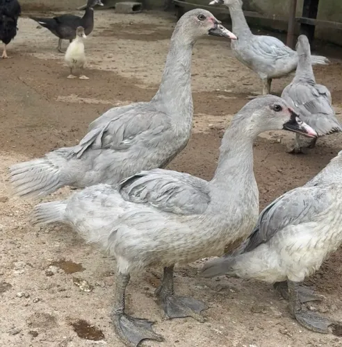 Pato lavanda 