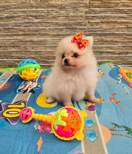 Filhotes disponíveis Fêmea e Macho