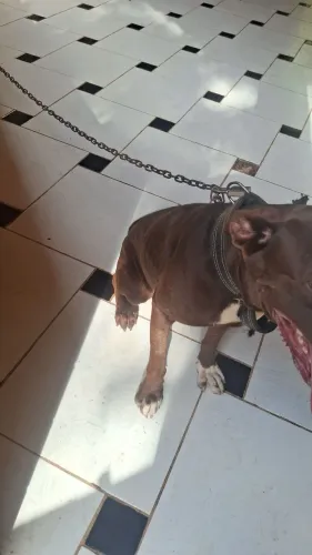 Vendo cachorro.