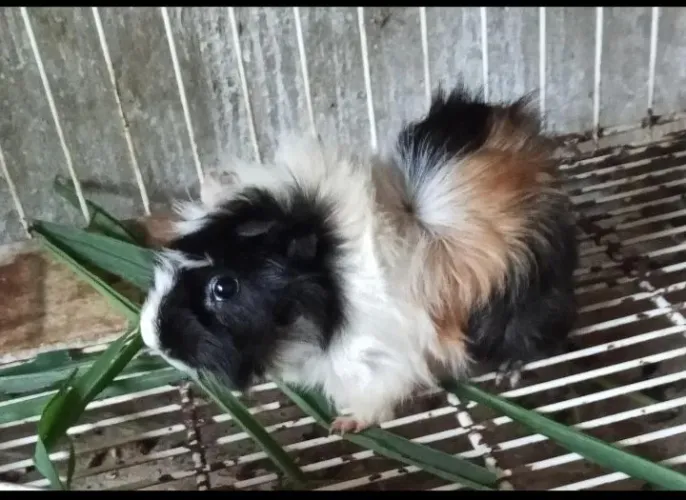 Porquinho da índia adulto macho