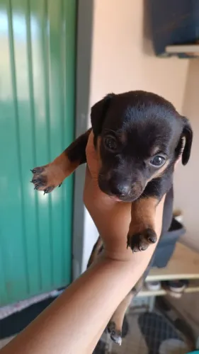 Cachorro