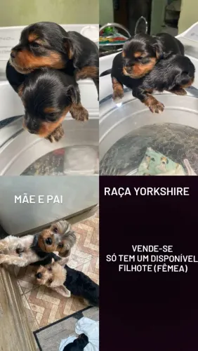 Cachorro da raça yorkshire