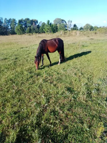 Cavalo mangalarga marchador