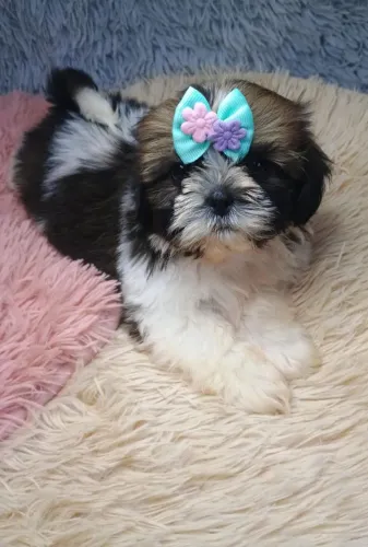 Shih Tzu fêmea Vacinada!