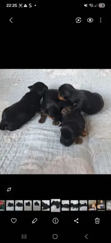 Filhotes macho de Yorkshire