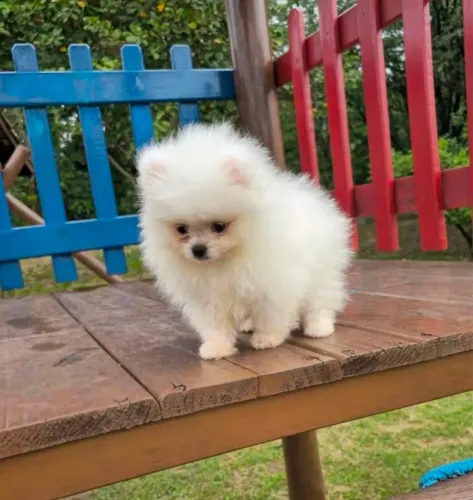 Lulu da pomerania Fêmea anão ursinha