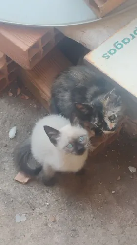 Adoção de gatinhos