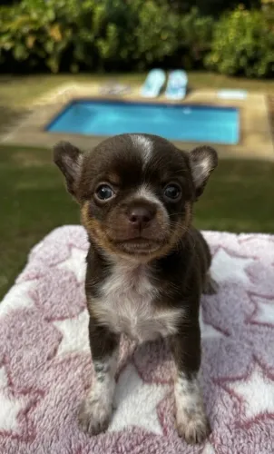 Lindo Chihuahua Chocolate