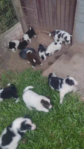 Border Collie de raça 