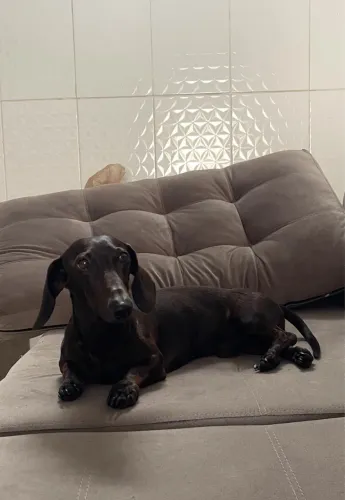 Cachorro Salsicha para Adoção