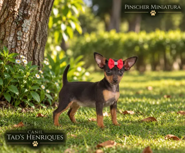 Pinscher Miniatura - Linda Menina