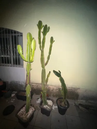 Cacto mandacaru vários tamanhos