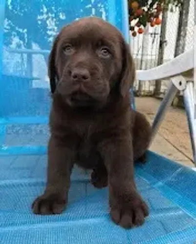 Labrador linhagem campeã