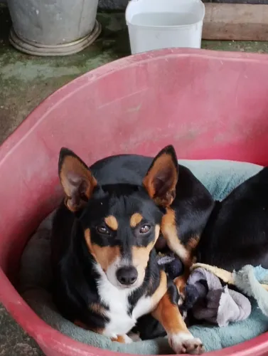 Cachorro SRD - Doação