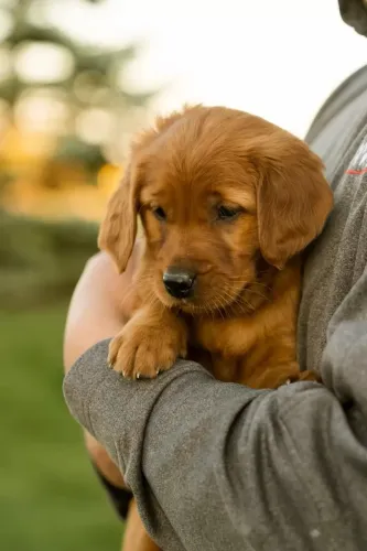 Bebezinho golden retriever com saúde e procedência garantida