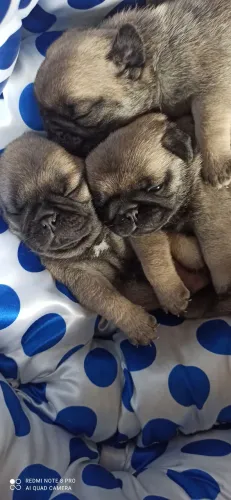 Macho de pug