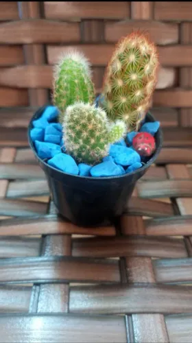 Cactos