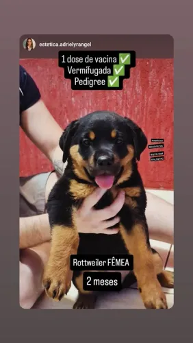 Rottweiler FÊMEA