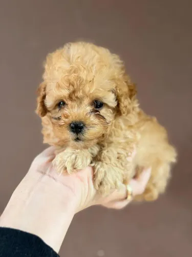     Poodle Toy Red Filhote Lindo Entrega Segura