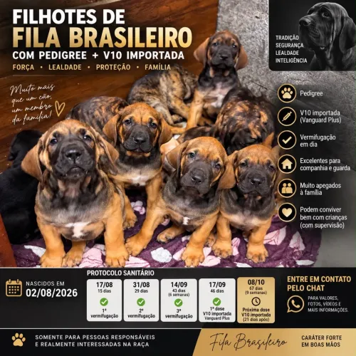 Fila brasileiro