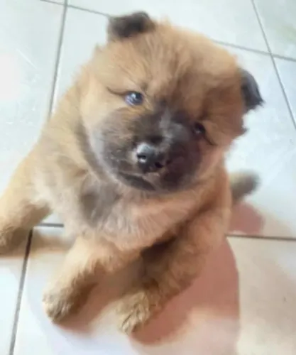 Chow chow americano