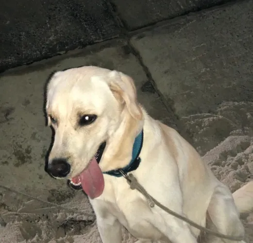Doação de cachorro