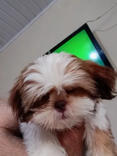 Vendo uma..filhote da raça shiatsu  femea. So 2.500 