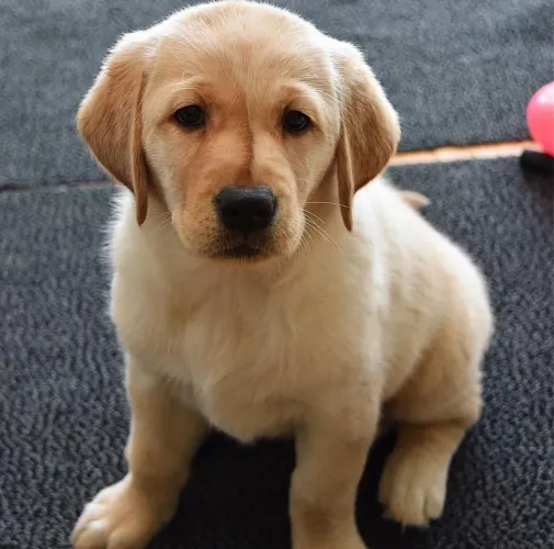 Filhotes De Labrador - Os Companheiros Mais Leais Estão Disponíveis