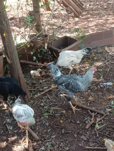 frangos e frangas