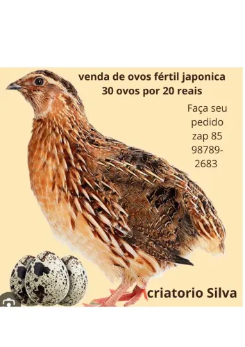 Ovos fértil e consumo de codornas japonicas