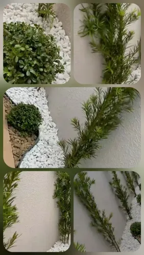 Casa das plantas 