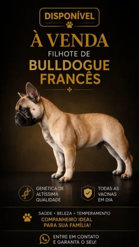 Vendas de buldogue  francês 