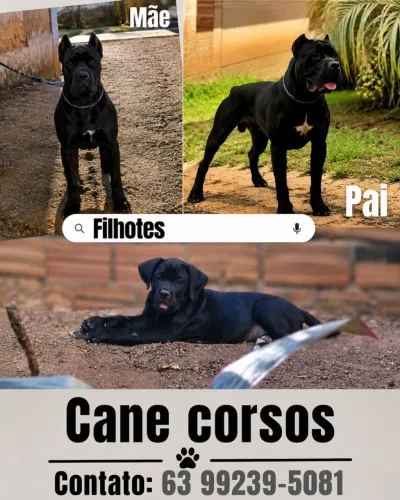 Filhotes de cane corso