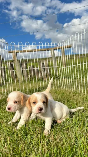 LINDOS BEAGLES, BICOLORES E TRICOLORES