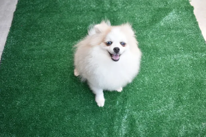 Lulu da Pomerânia