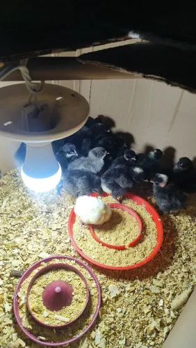Pintos Caipira Melhorados, Filhos De Galos Gigante Negro X Galinhas Cendre,Label Rouge.