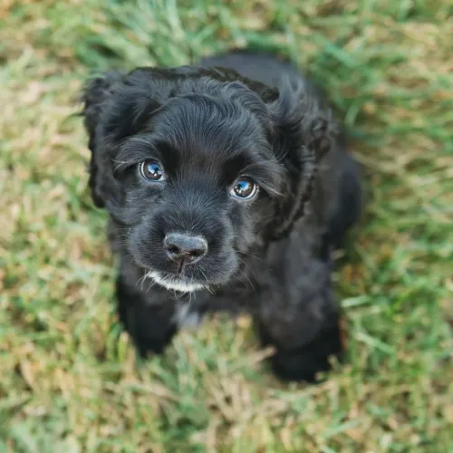 Filhote Cocker spaniel, Nada Como Ser Recebido Com Um Rabinho Abanando!