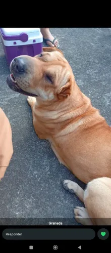 Cachorro
