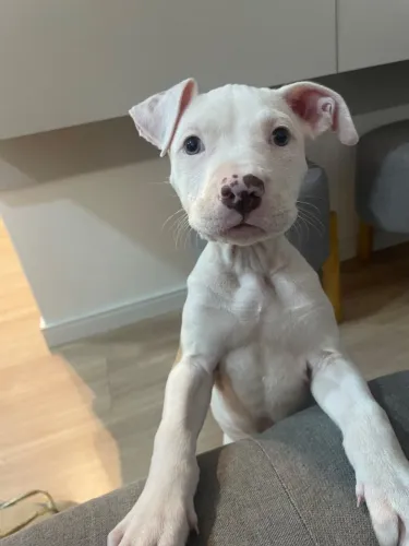 Doação Filhote Pitbull 2 meses
