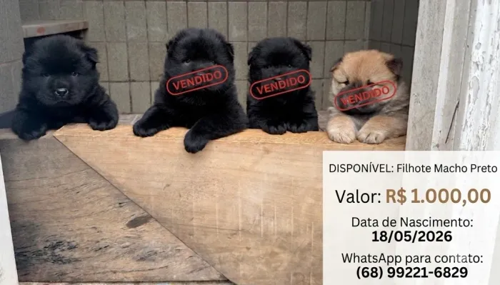 Filhote macho da raça Chow Chow preto disponível 