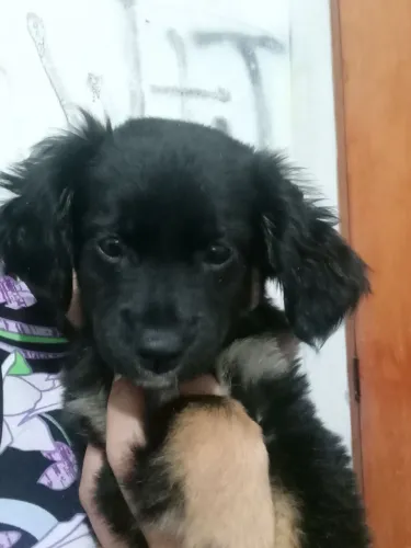 Cachorra fêmea