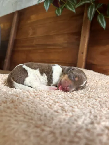 Dachshund (o famoso salsichinha) 