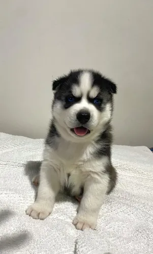 Husky Wooly