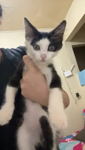 Doação de gato