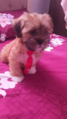 Filhote de Lhasa Apso (Machos)